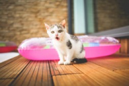 2019年在亚马逊上卖什么